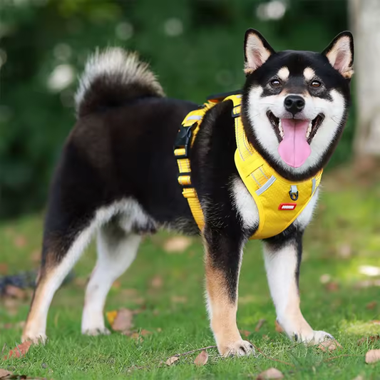 PawFit - SmartSecure